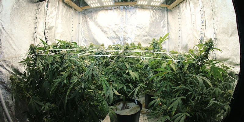 Managing Light Cycles To Control Cannabis Flowering
