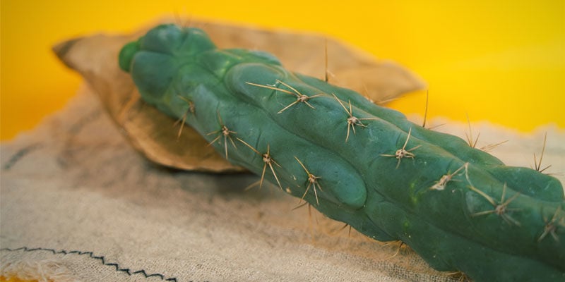 Echinopsis zamnesiana