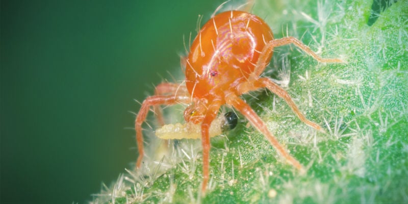 Introducing Predators Cannabis Pests