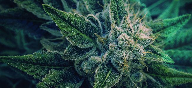 PICK THE PERFECT WINTER STRAIN