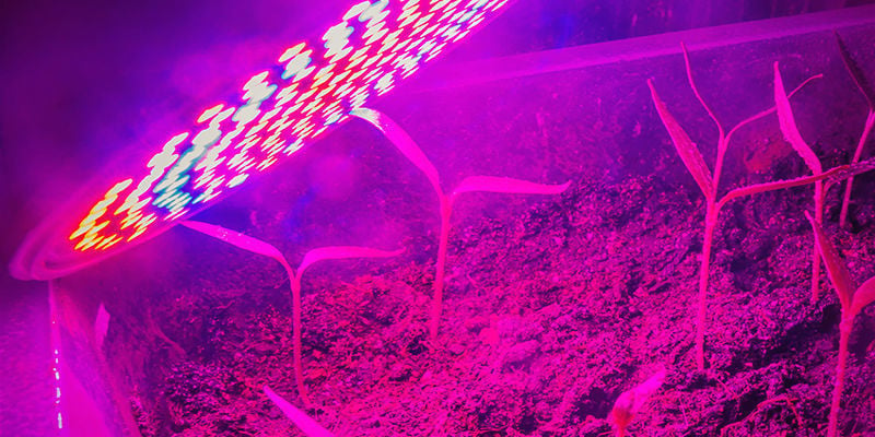 The Power Needs Of Your Grow Lights