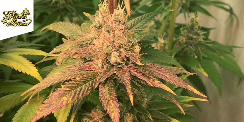 Trainwreck (Greenhouse Seeds)