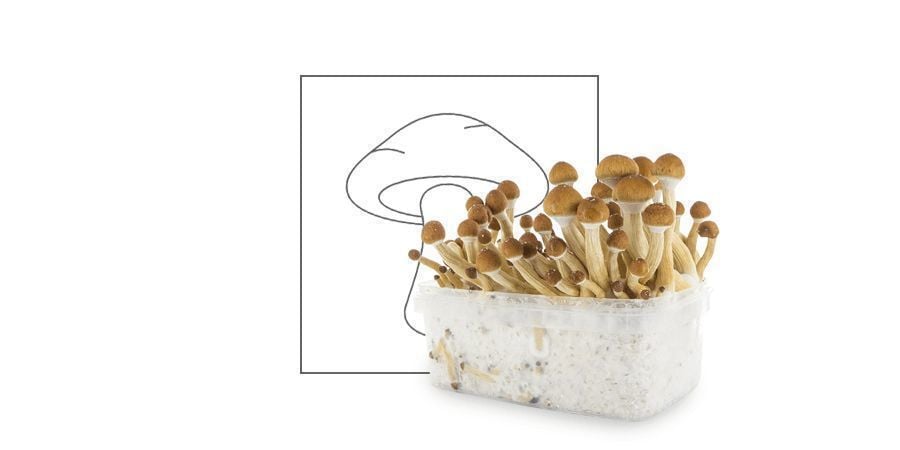 Psilocybe Mushrooms