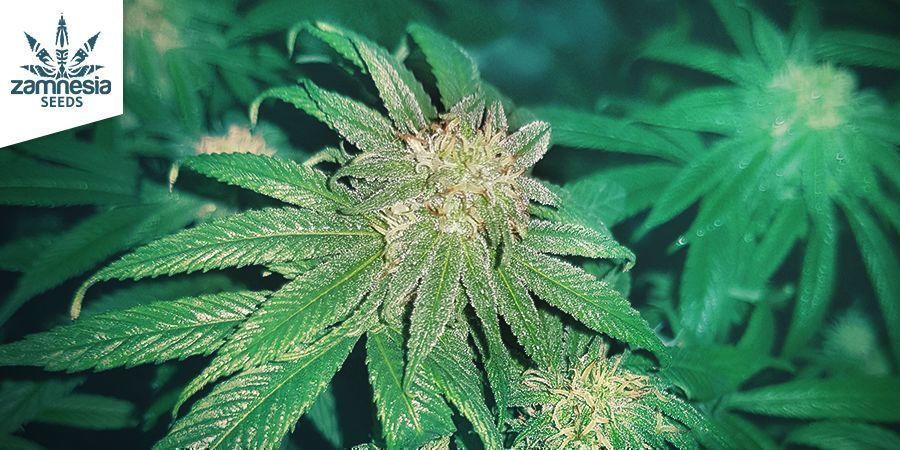 The Best And Worst Types Of Cannabis Highs - Zamnesia Blog