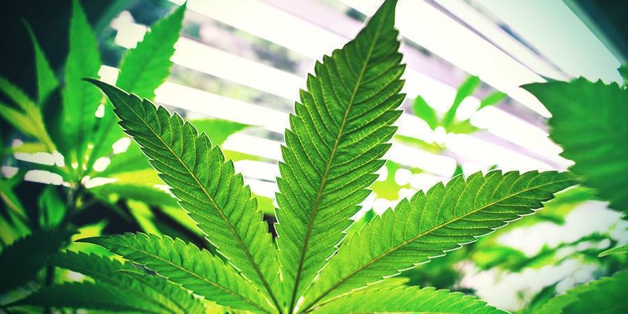 Photoperiod Cannabis Plants