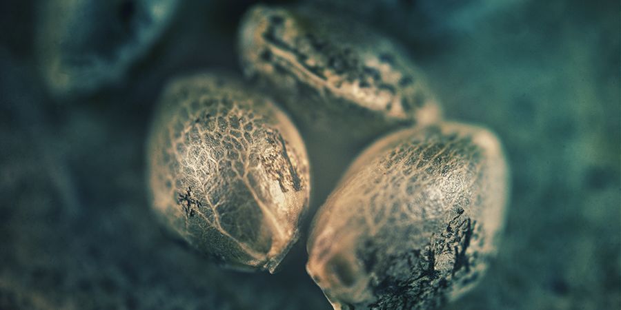 Cannabis Seeds