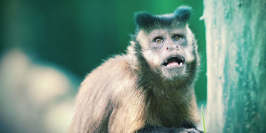 Capuchin Monkeys And Lemurs That Love To Get High - Hallucinogenic Millipedes