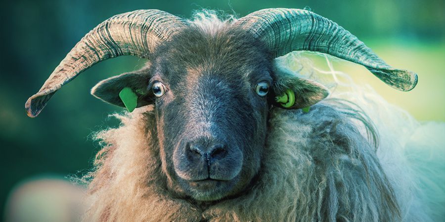 Bighorn Sheep That Love To Get High - Narcotic Lichen