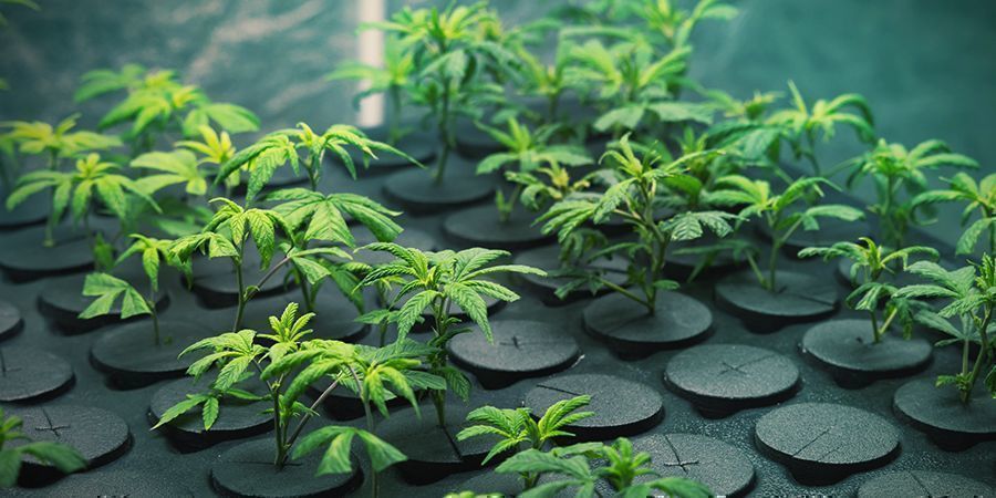 GROWING CANNABIS WITH CLONES: ADVANTAGES