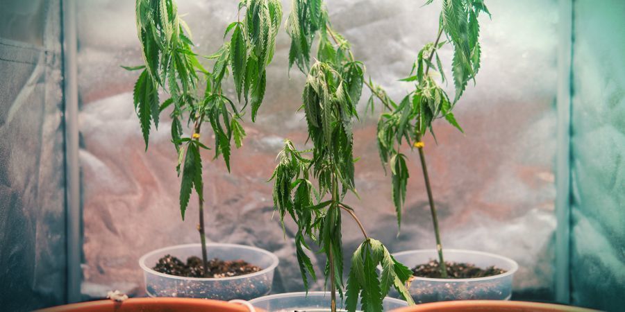 GROWING CANNABIS WITH CLONES: DISADVANTAGES