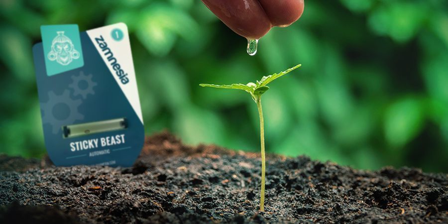 GROWING CANNABIS WITH SEEDS: ADVANTAGES