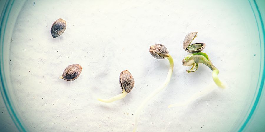 WHAT'S THE DIFFERENCE BETWEEN CANNABIS SEEDS AND CLONES?