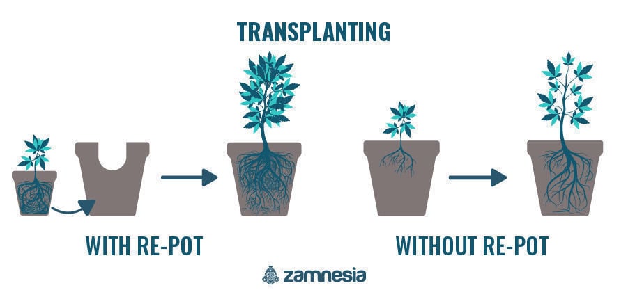 Transplanting Your Cannabis Plants