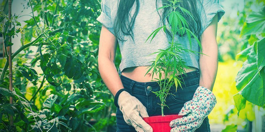 Transplanting cannabis plants