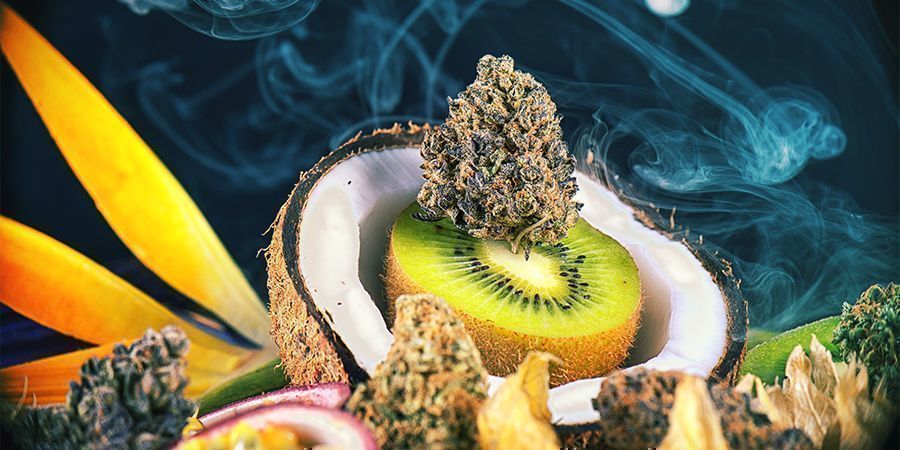 Flavourful Cannabis Strains