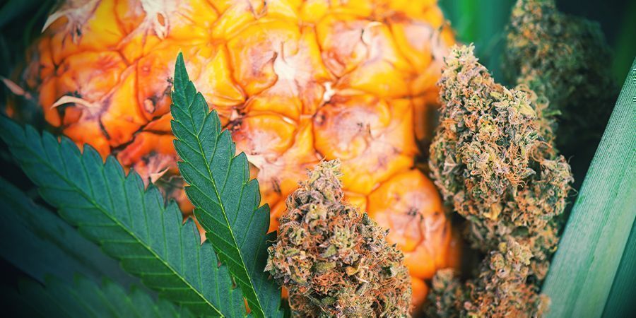 How To Add Flavour To Cannabis After Harvest