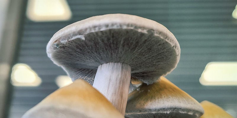 Magic Mushrooms: What is the right time to harvest?