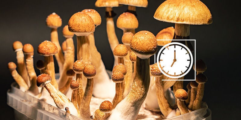 Magic Mushrooms: The importance of harvesting in time