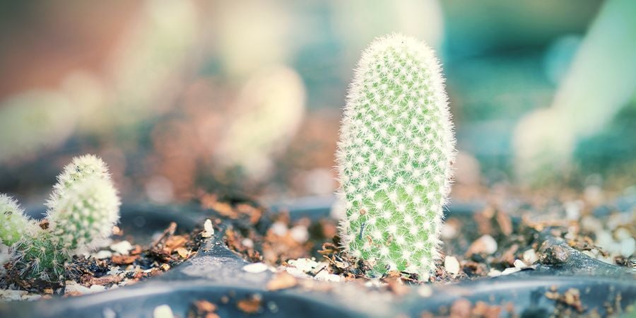 Potting Your Dried And Calloused Cactus Cuttings