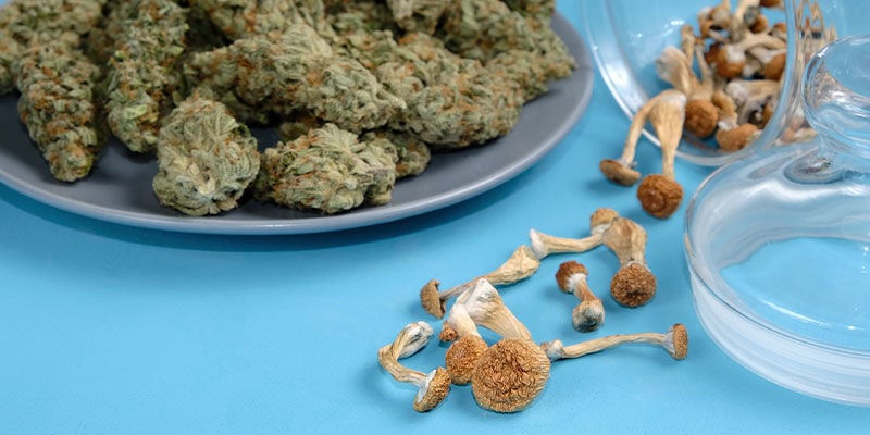 The Relationship Between Cannabis And Magic Mushrooms