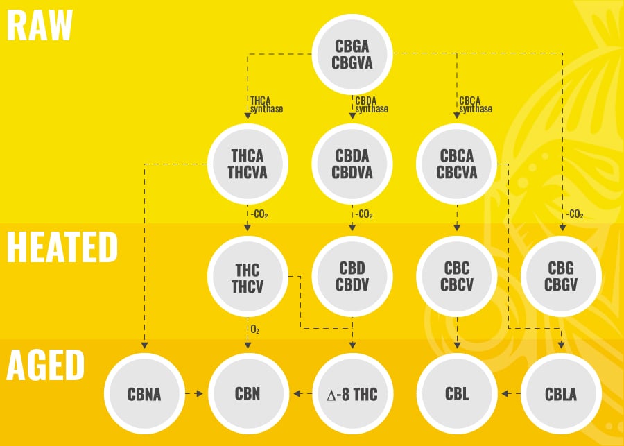 BIOSYNTHESIS OF CBC