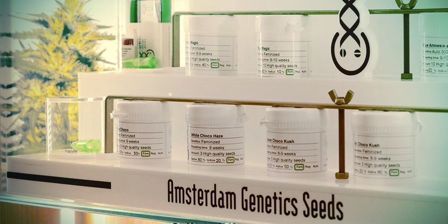 SEEDBANK OF THE MONTH: AMSTERDAM GENETICS