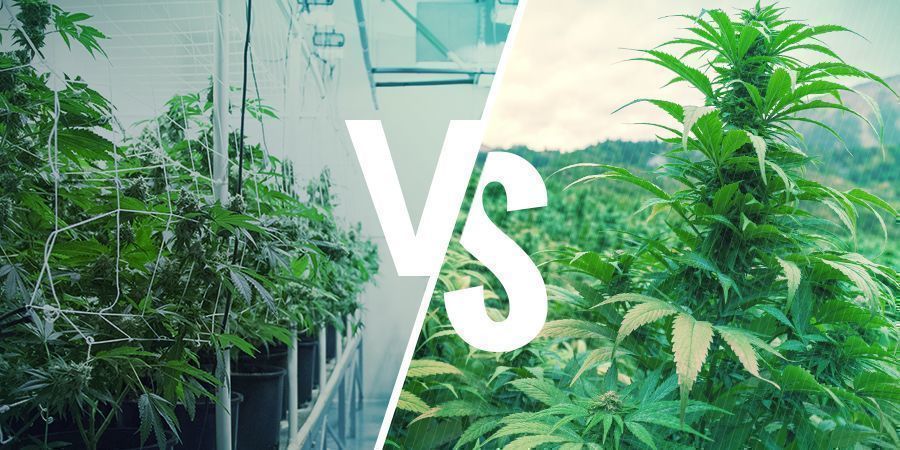 Heirloom Vs. Landrace Cannabis: The Finer Points