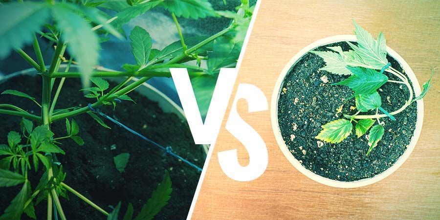 Training Your Cannabis Plants: LST VS. HST