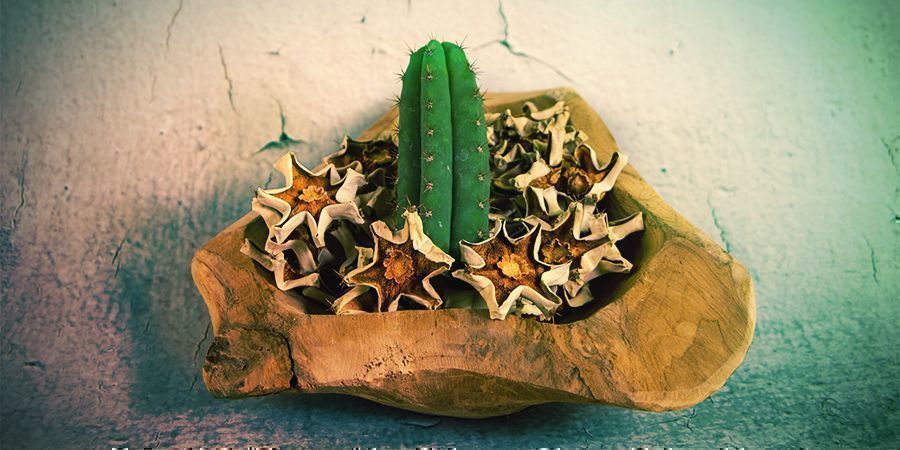 The Majority Of Mescaline Alkaloids Are In The Cactus' Outer Skin