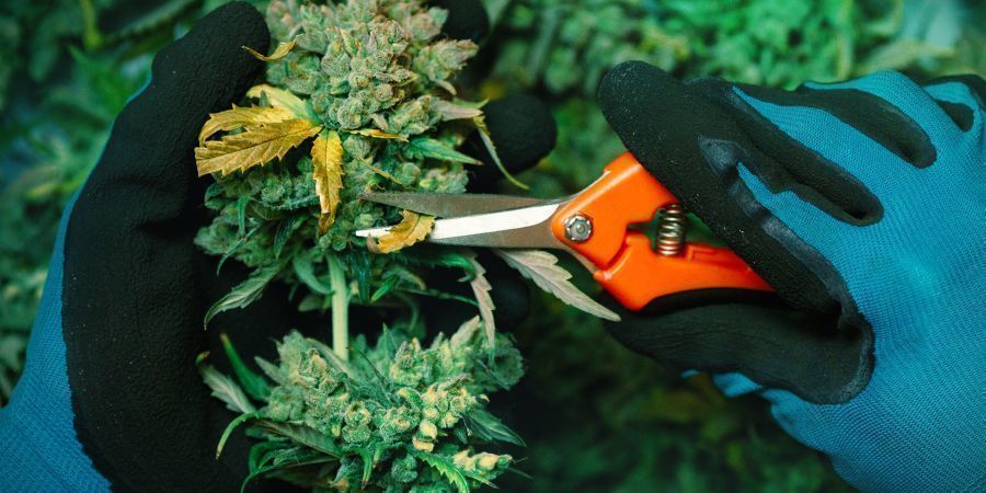 Cure Your Soggy Stash