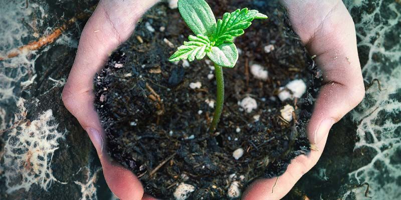 THE BENEFITS OF ADDING MYCORRHIZAL FUNGI TO YOUR CANNABIS SOIL MIX