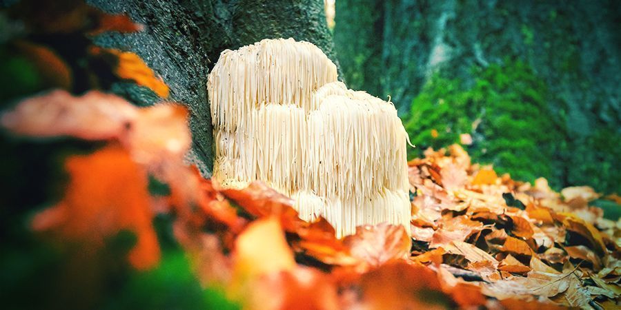 Lion’s Mane — A Fungal Brain Tonic