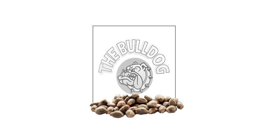 Bulldog Seeds