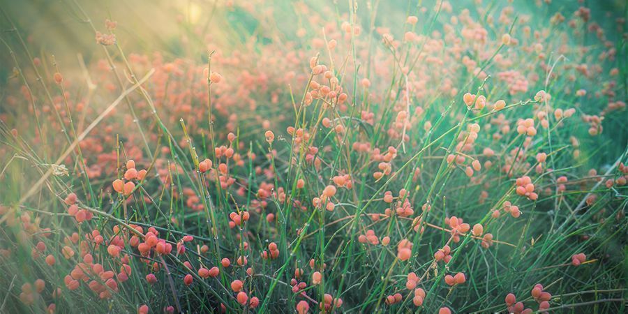 What Is Ephedra?