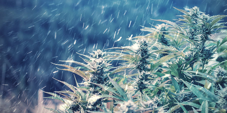 CAN YOU GROW WEED IN WINTER?