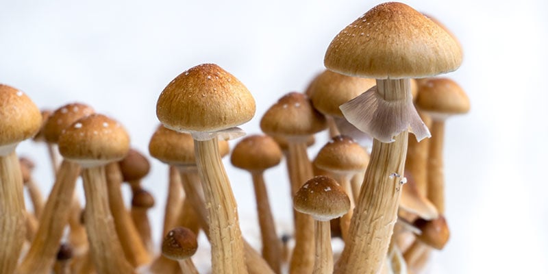 Growing magic mushrooms in the uk: a method to suit everyone