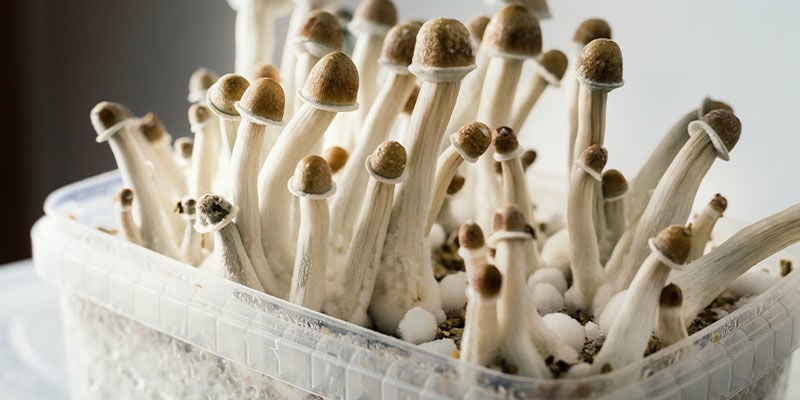 mushroom  grow kits in the uk