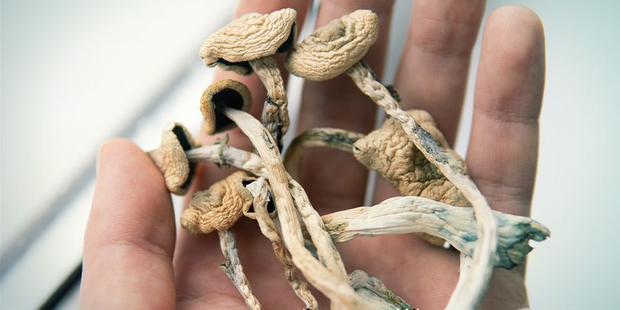 WHAT IS MAGIC MUSHROOM BRUISING?