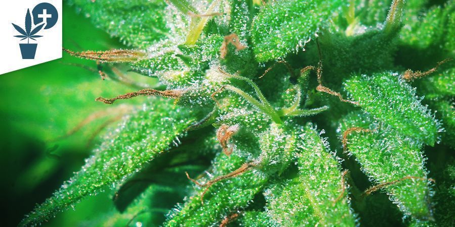 BENEFITS OF MICROSCOPES FOR GROWERS
