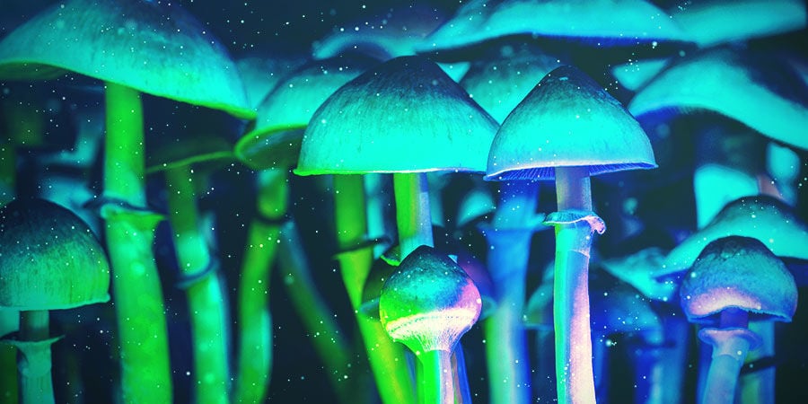 Distance Of Lights From Magic Mushroom Substrate