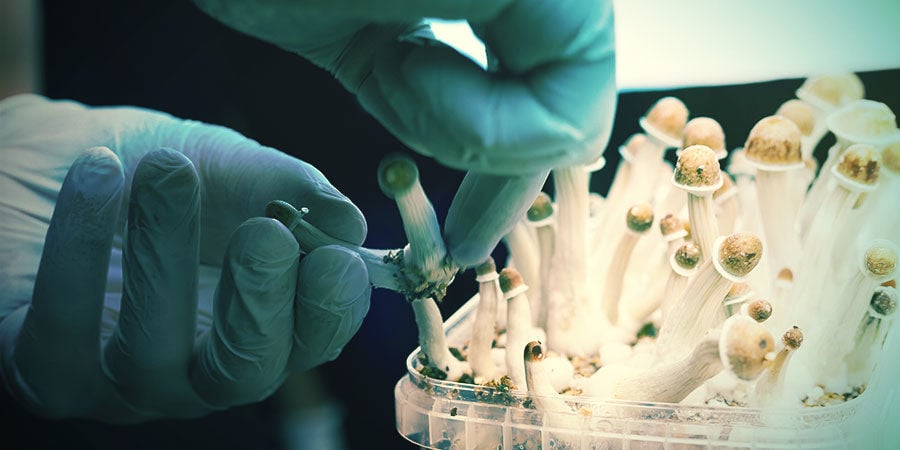 How Do Magic Mushrooms Grow?