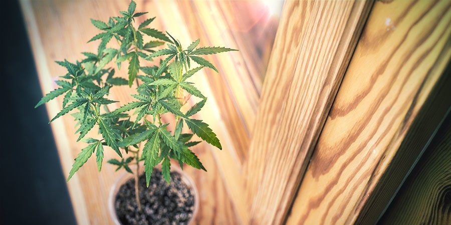 How To Grow Cannabis On A Windowsill Or In A Living Room