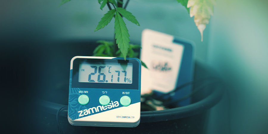 Cannabis Grow Room: Temperature And Humidity Control