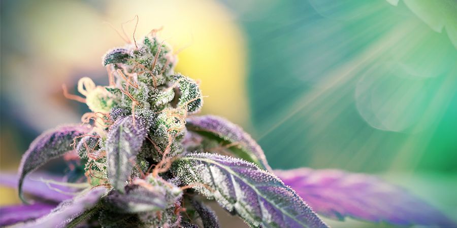 WHY SUNLIGHT IS IMPORTANT FOR GROWING CANNABIS