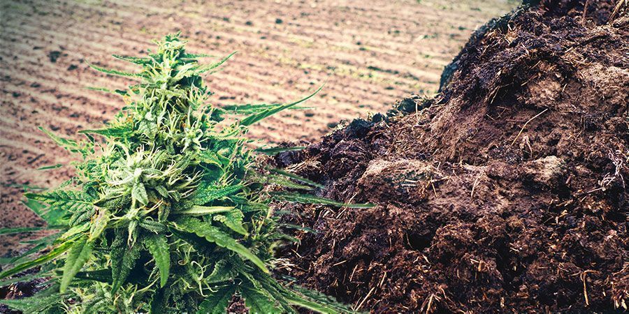 MANURE OR URINE Cannabis Fertilizer