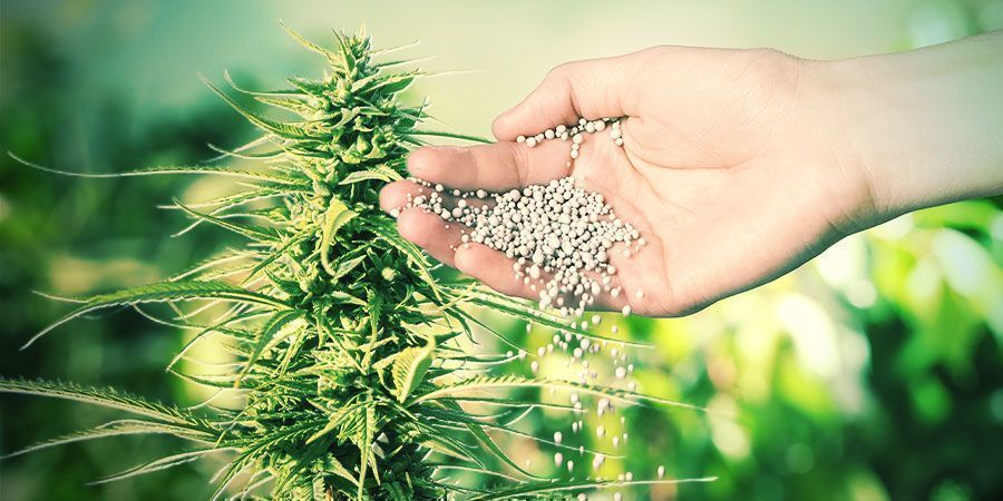 WHAT ARE FERTILISERS AND WHY ARE THEY IMPORTANT FOR CANNABIS?
