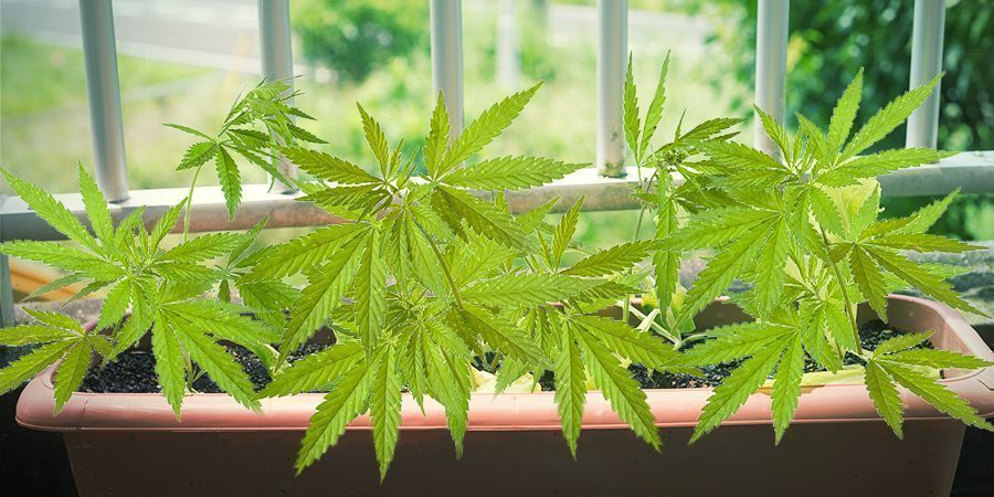 Strain Requirements For Growing Cannabis On Your Balcony Or Terrace