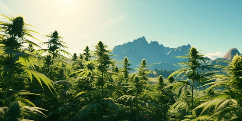 The origins of Cannabis sativa