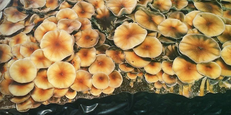 magic mushroom side effect magic mushroom side effect