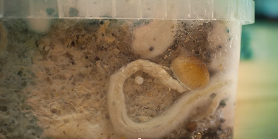 What Are Magic Mushroom Side Pins?